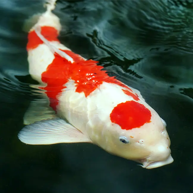 クレイアート鯉“泳ぐ宝石” “泳ぐ美術品” 錦鯉