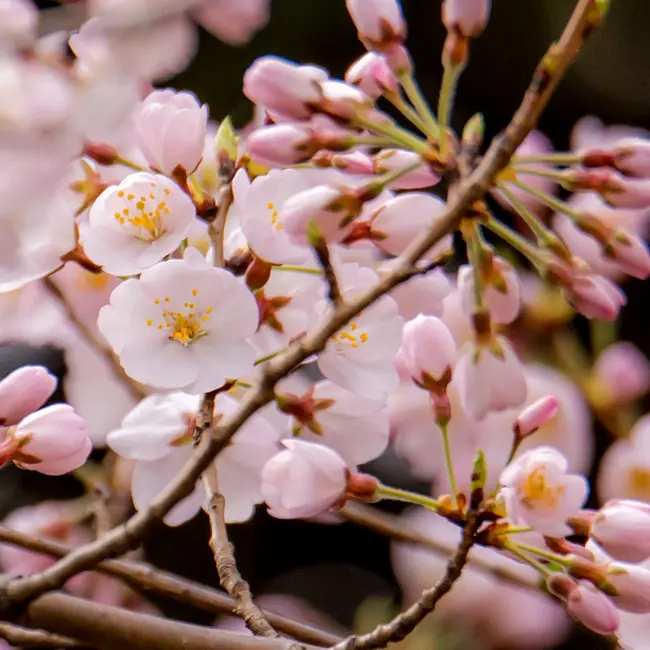 デコパージュ桜日本の国花『桜』