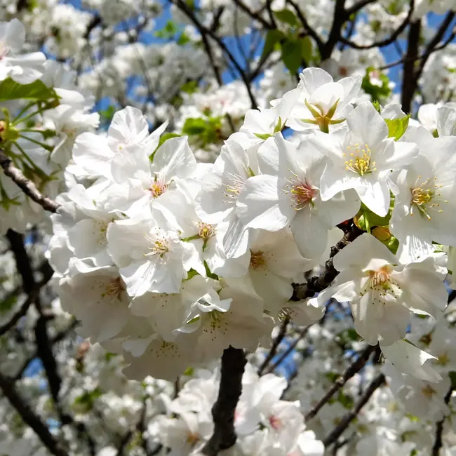 デコパージュ桜日本の国花『桜』