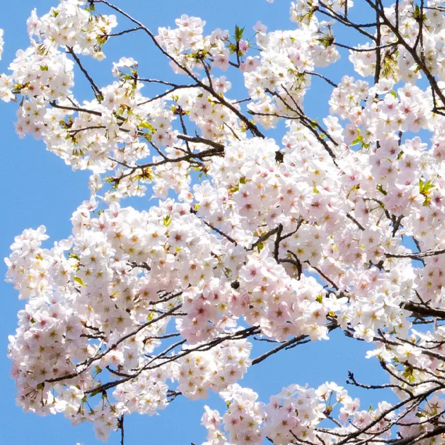 デコパージュ桜日本の国花『桜』