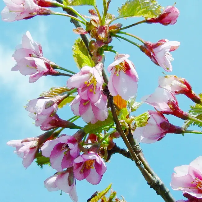 デコパージュ桜日本の国花『桜』
