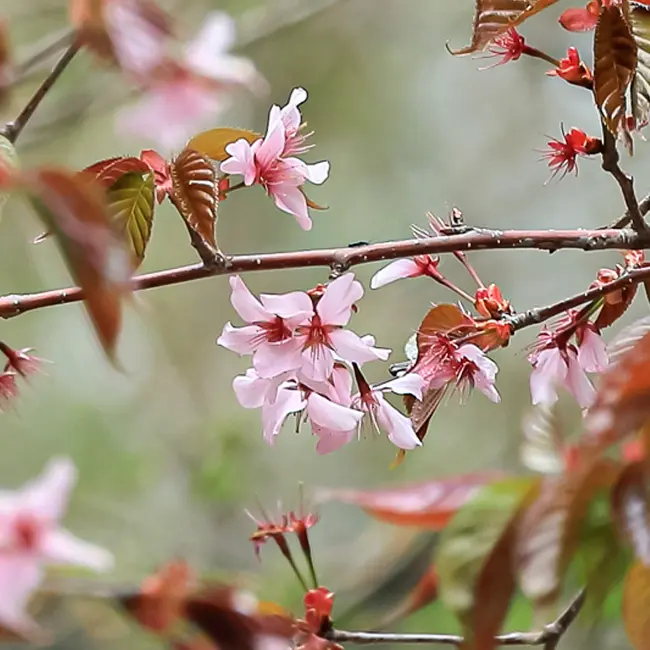デコパージュ桜日本の国花『桜』