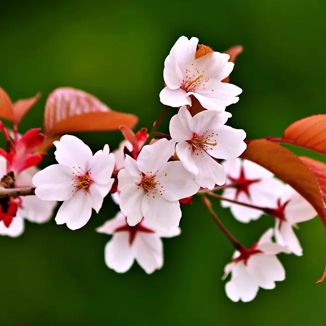 デコパージュ桜日本の国花『桜』