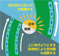 ペーパーアート向日葵不思議がいっぱいの「ひまわり」