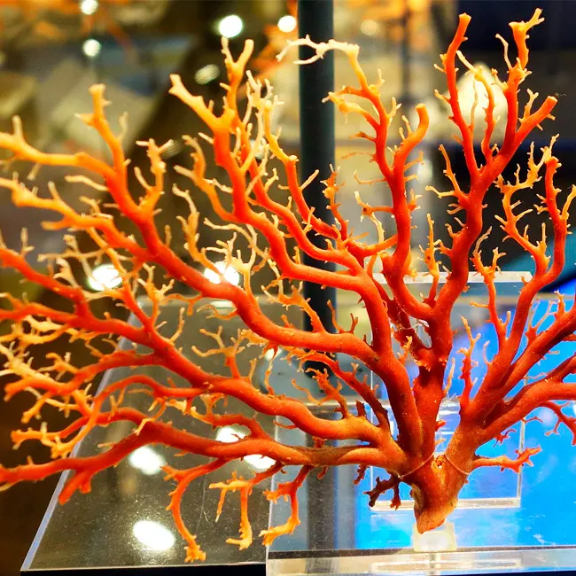 3Dアート海サンゴは何者？動物？植物？