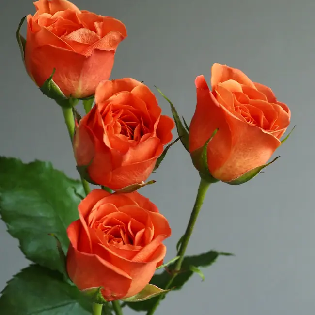 サンドアートバラ花の女王「薔薇」