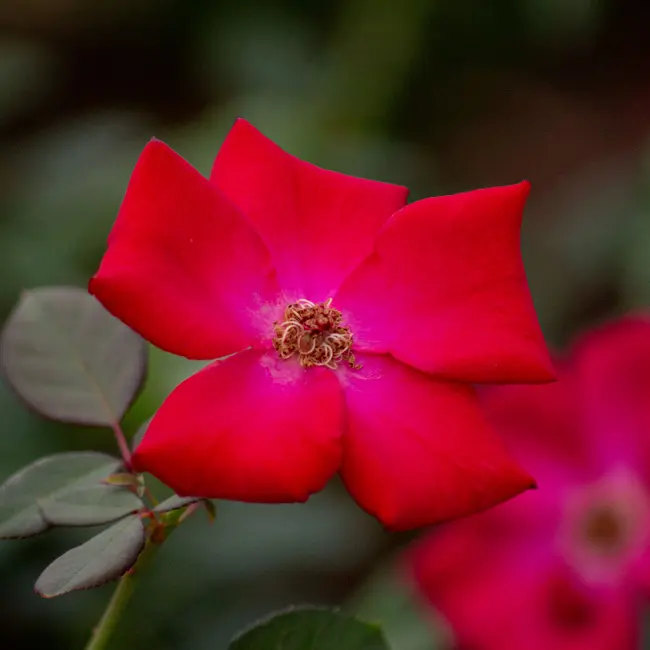 サンドアートバラ花の女王「薔薇」