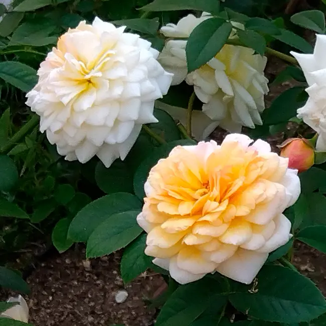サンドアートバラ花の女王「薔薇」