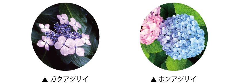 デコレーションペイント紫陽花 「紫陽花」は高嶺の花