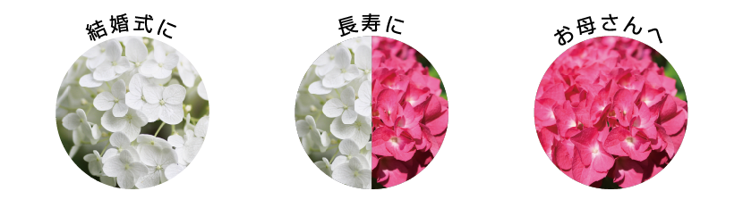 デコレーションペイント紫陽花 「紫陽花」は高嶺の花