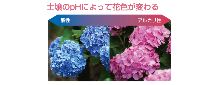 デコレーションペイント紫陽花 「紫陽花」は高嶺の花