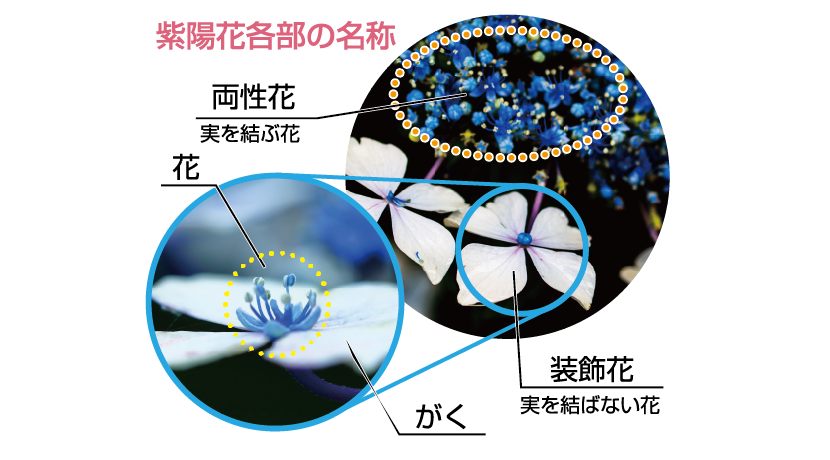 デコレーションペイント紫陽花 「紫陽花」は高嶺の花