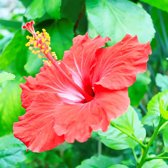 クレイアートハイビスカス夏を彩る南国の花ハイビスカス