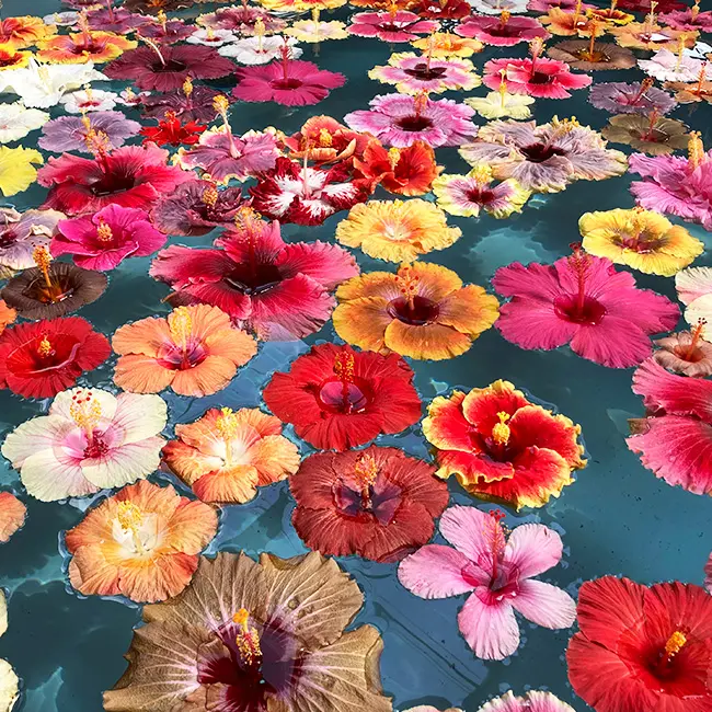 クレイアートハイビスカス夏を彩る南国の花ハイビスカス