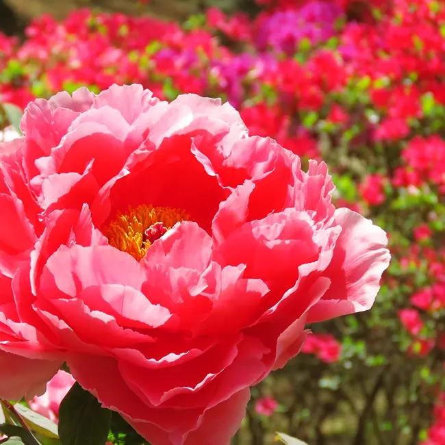 トレーシングアート牡丹花の王様であり、高貴なる女性の象徴の『牡丹』