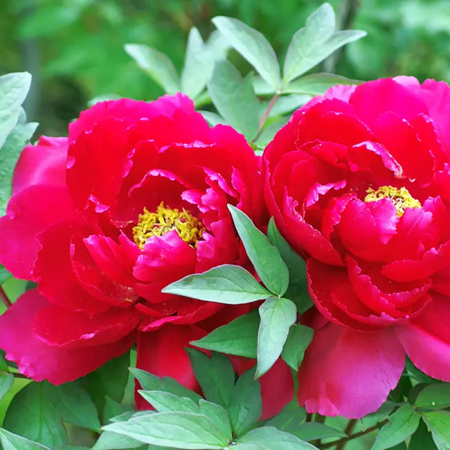 トレーシングアート牡丹花の王様であり、高貴なる女性の象徴の『牡丹』