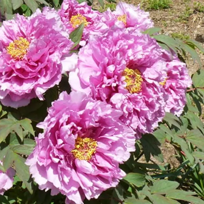 トレーシングアート牡丹花の王様であり、高貴なる女性の象徴の『牡丹』