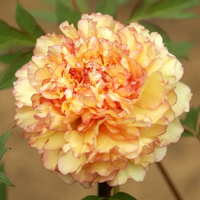 トレーシングアート牡丹花の王様であり、高貴なる女性の象徴の『牡丹』