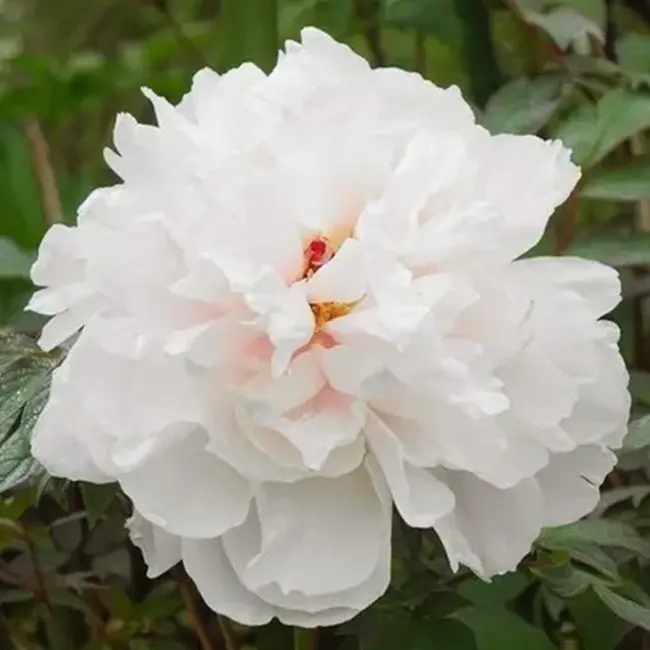 トレーシングアート牡丹花の王様であり、高貴なる女性の象徴の『牡丹』