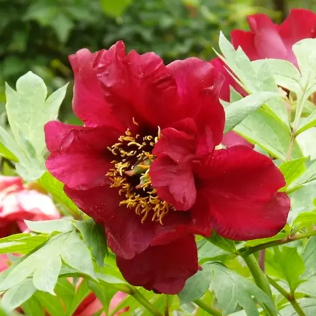 トレーシングアート牡丹花の王様であり、高貴なる女性の象徴の『牡丹』